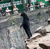 Ayı mı insan mı? Resmi açıklama geldi