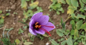 Karabük’e turistler akın etti! Görmek için dünyanın dört bir yanından geliyorlar! Kilosu 100 bin TL