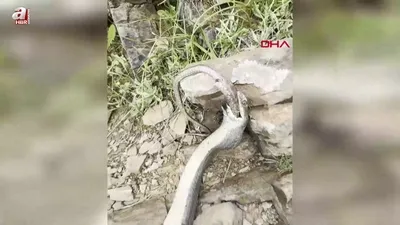 Yemeye çalıştı! Sonu oldu