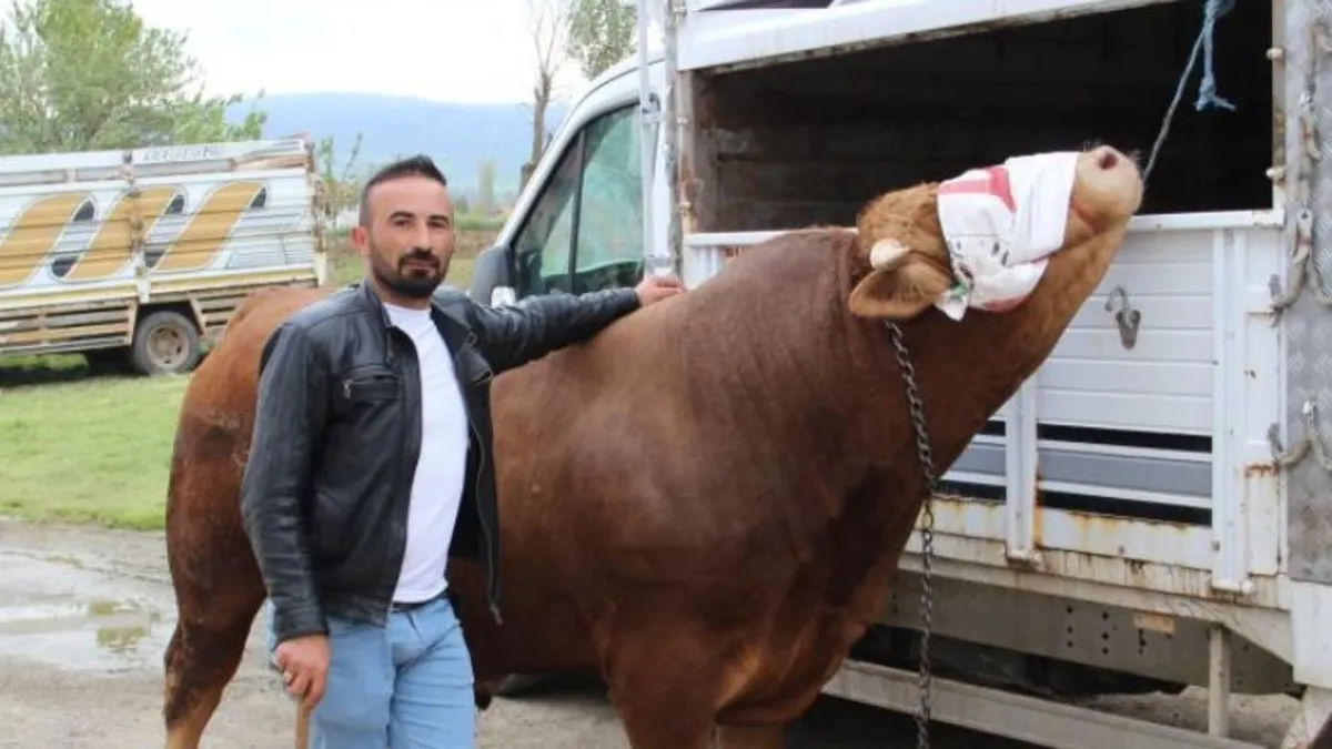 1 ton 150 kilogram ağırlığındaki "Paşa" 380 bin TL'ye alıcısını bekliyor