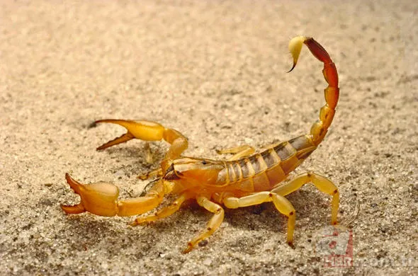 Uğur böceğinin mucizesi meğer kanatlarındaymış! 47