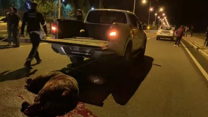 Sarıkamış’ta otomobilin çarptığı ayı telef oldu - 1
