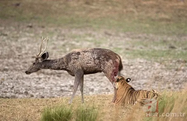 Vahşi doğadan inanılmaz görüntüler 3