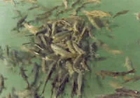 İşte Anadolu Efsaneleri 2