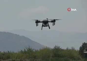 Çekirgeye karşı dronla mücadele
