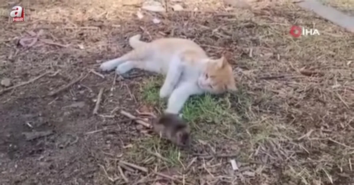 Kedi ile farenin dostluğu şaşırttı