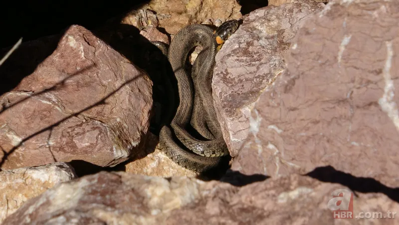 Arazide dolaşan vatandaş şoke oldu: Daha önce bu kadar kalabalık görüntülenmemişti 9