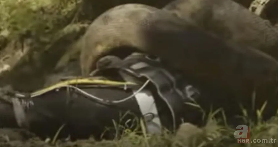 Kral kobra yılanı İngiliz adama saldırdı! Dünyanın en tehlikeli yılanı dinlenen adamı yakaladı 25