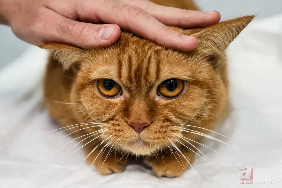 Evcil hayvan sahipleri buraya! Kedinizle iletişim kurmanın en pratik yolu 4