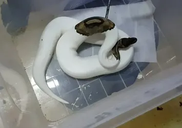 İstanbul'da egzotik havyan operasyonu
