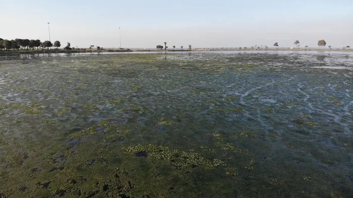 İzmir'i deniz marulu sardı: Tüm zamanların en kötüsü - 3