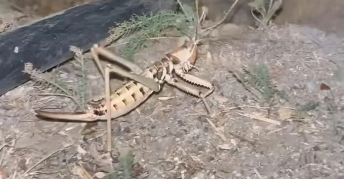 Elazığ’da dev etçil çekirge görüldü