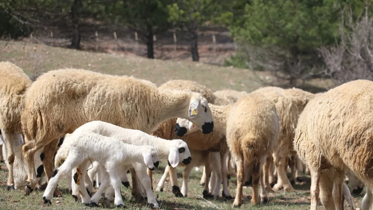 Süt kuzuları onlarca koyun arasında annelerini kokularından tanıyor! Renkli buluşma havadan görüntülendi