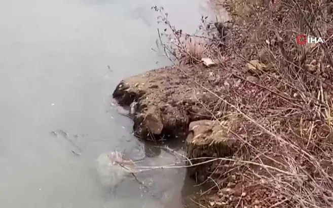 Nesli tehlikede! Tunceli’de görüntülediler