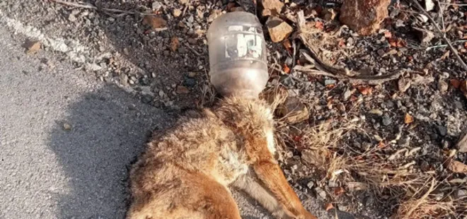 Kafasını soktuğu kap sonu oldu