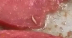 Sucuğun içinden çıkanlar mide bulandırdı!