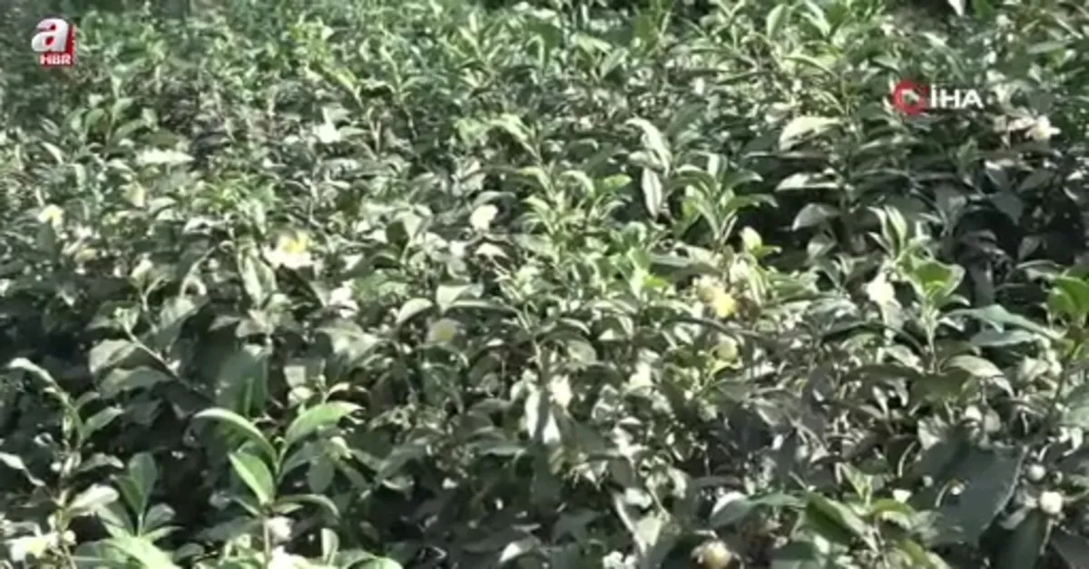 Çayın yeni ürünü '‘Çay çiçeği çayı''
