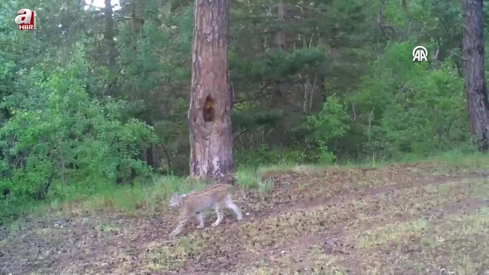 Kars’ta ormanın hayaleti 25 vaşak uydu vericisiyle takip edildi