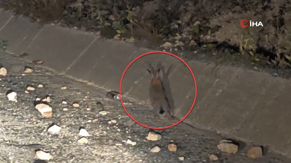 Görüntüler Erzurum’dan! Arap tavşanı böyle avlandı