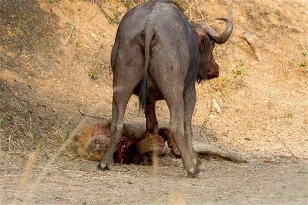 Sırtlanların arasında tek başına kalan aslanın mucize kurtuluşu! Son anda öyle şeyler oldu ki...