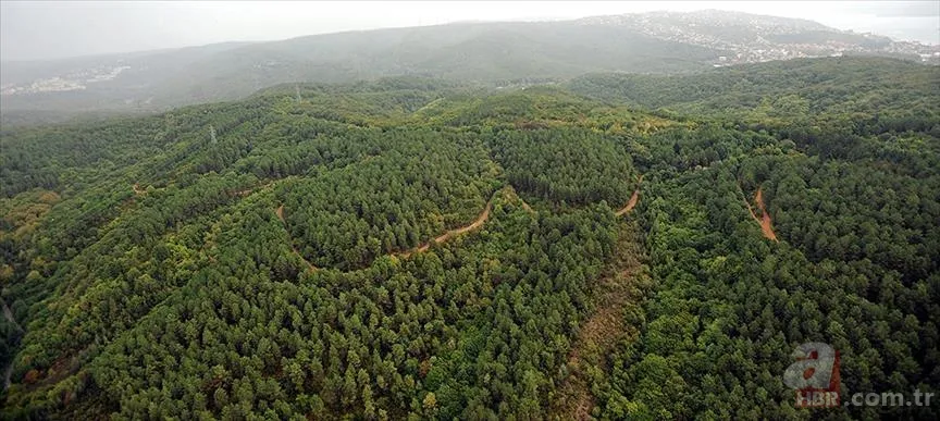 OGM personel alımı başvurusu nasıl yapılır? 3850 Orman Genel Müdürlüğü personel alımı başvuru şartları nelerdir? 5