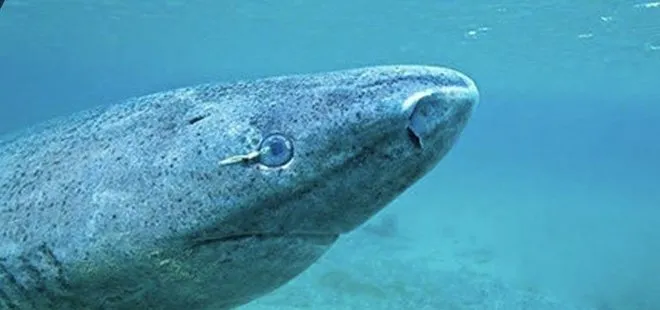 Dünyanın en yaşlı köpekbalığı 512 yaşında