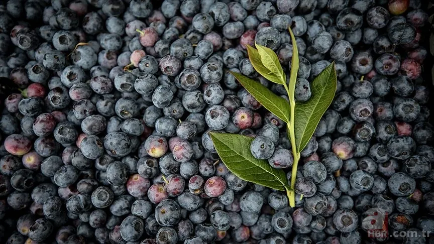 Kilosu 450 TL'den satılıyor! Beyni 10 yaş gençleştiren meyve... 6