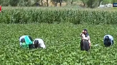Şehre Yakın Varsak Yaylası’na konuk oldu