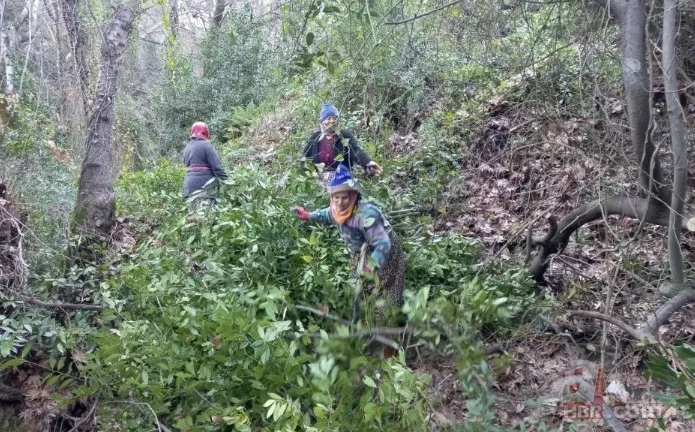 Kendiliğinden yetişiyor 100 aileye gelir kaynağı! Amerika ve Avrupa ülkelerine gönderiliyor 10