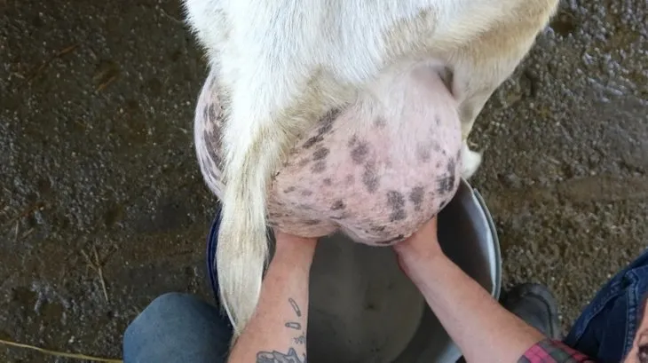 Keçi bir günde ağırlığının yarısı kadar süt verdi! Çiftlik sahibi gözlerine inanamadı