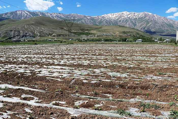 Başkan Erdoğan’ın çağrısıyla Gevaş’ta üretim seferberliği başladı