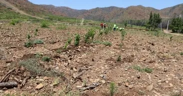 Marmaris’te geçen yıl alevlerin yuttuğu orman küllerinden doğuyor