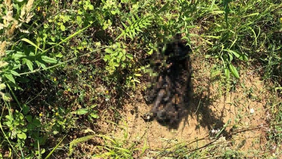 Sarıyer'de vahşet! Yavru köpeği cayır cayır yaktılar
