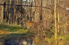 Amur Kaplanı yeni evine kavuştu