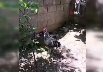 Nefesi yetmedi! Öterken...