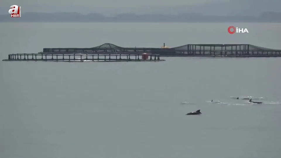 Karadeniz açıklarında yunus gösterisi