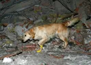 Kahraman köpek Köpük! Yaralarına rağmen...