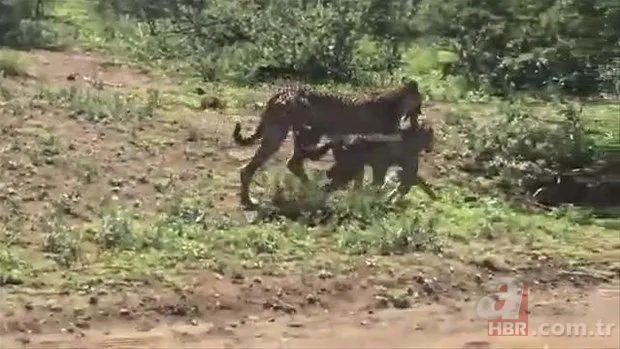 Zürafa aslanlara yem olmaktan kurtulamadı! Vahşi doğanın acımasız yüzü 22