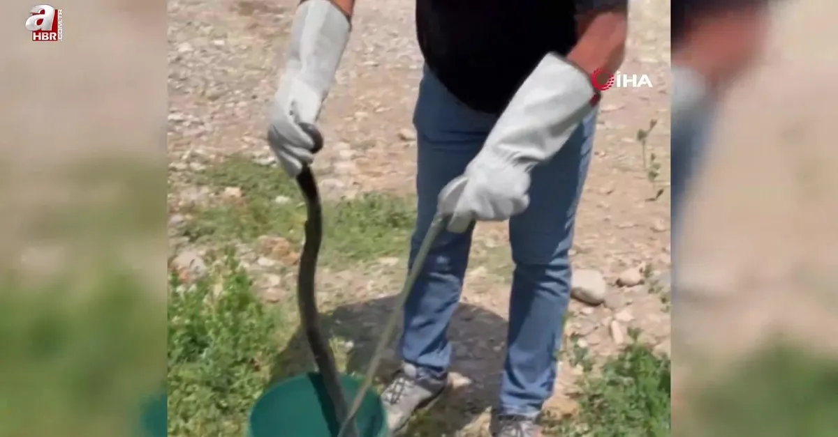 Tuvaletten çıkan şoke etti!