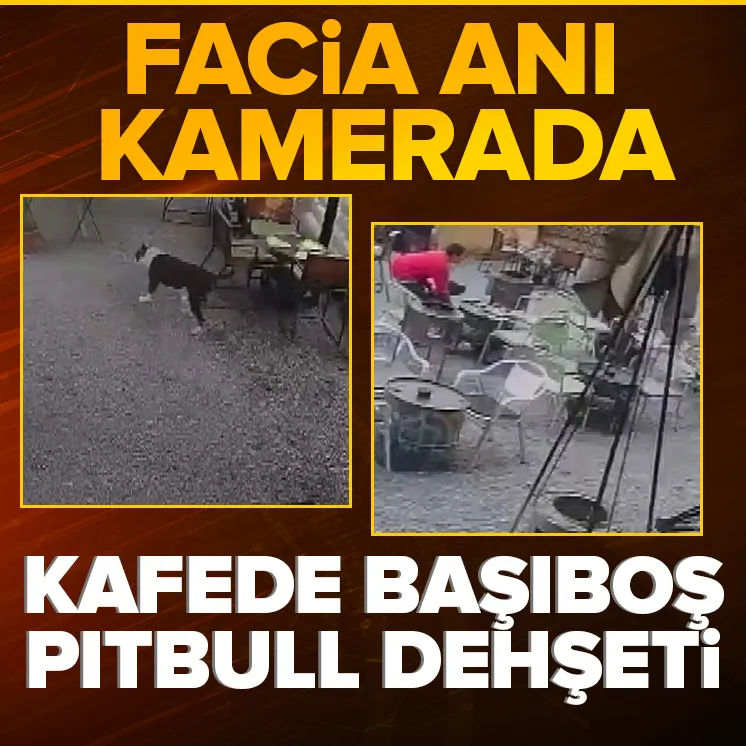 Avcılar’da kafede pitbull dehşeti kamerada