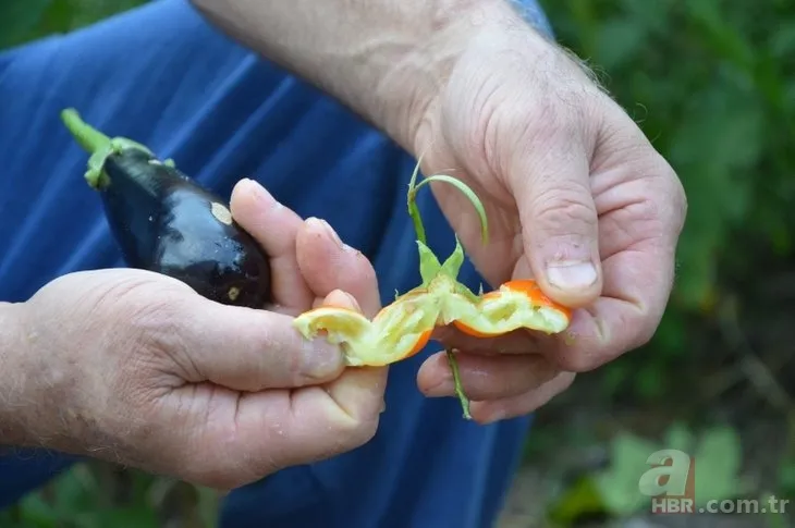 Patlıcan tohumu ekti hayatının şokunu yaşadı! Görenlerin ağzı açık kaldı... 2