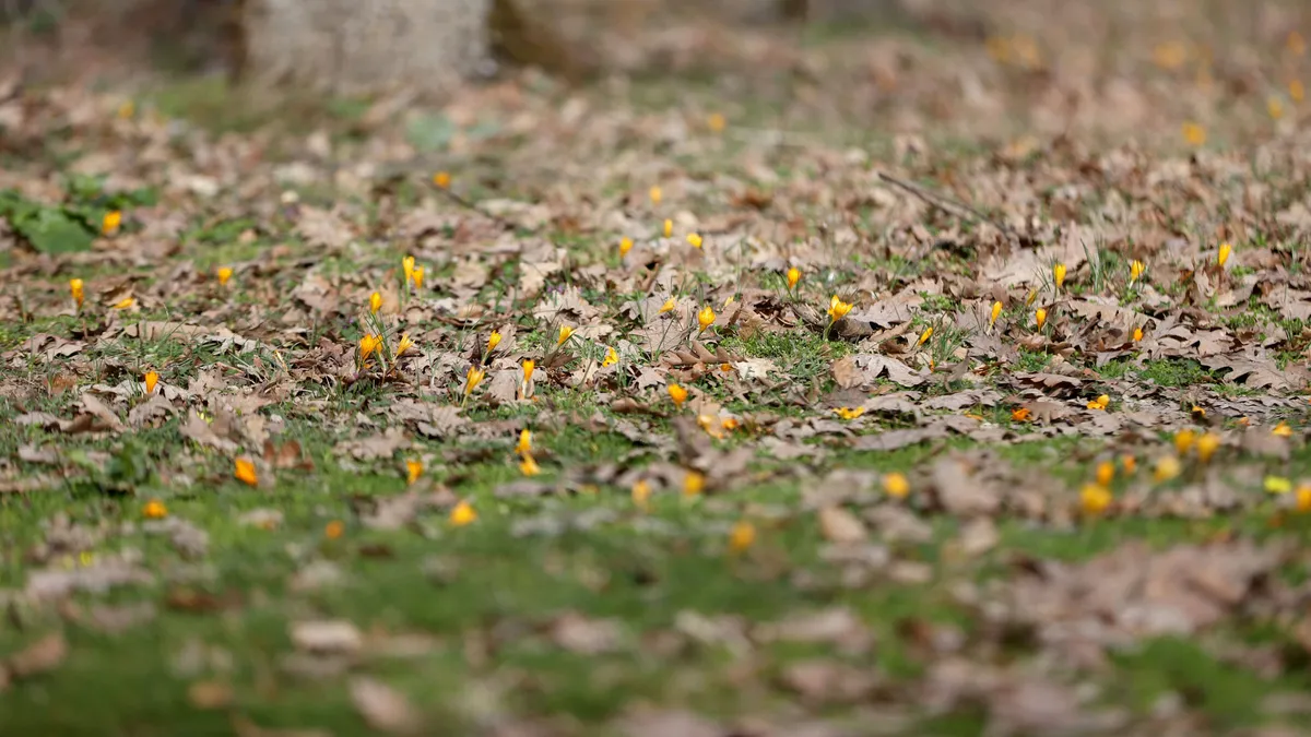 Kırklareli'nde bahar renkleri Istranca ormanlarını süsledi