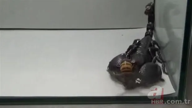 Kurt sürüsü köpeğe böyle saldırdı! Sahibi… 23