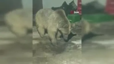 Ayı şantiyede! İşte o anlar