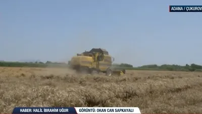 Bayram öncesi buğday hasadı