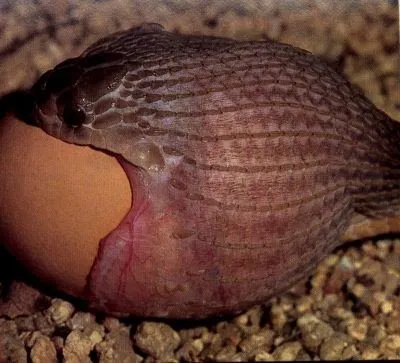 Yılanların, yumurtayı bütün olarak yuttuğu bu fotoğraflar görenleri hayrete düşürüyor