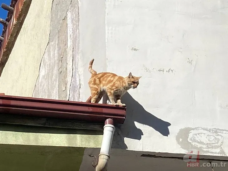 İnsanlara küsen kedi! 4 yıldır çatıdan inmiyor