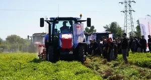 Şırnak’ta yer fıstığı hasadına başlandı
