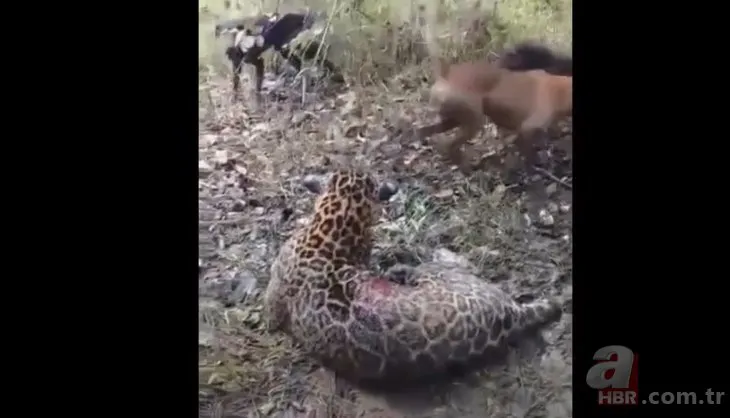 Jaguar başıboş köpeklere av oldu! Dehşet dolu anlar kamerada