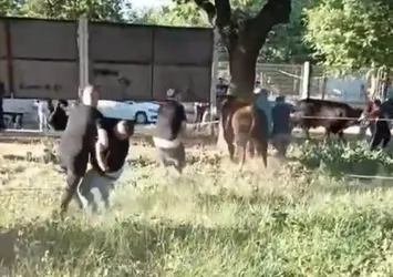 Kurbanlık danayı zapt etmeye çalıştılar